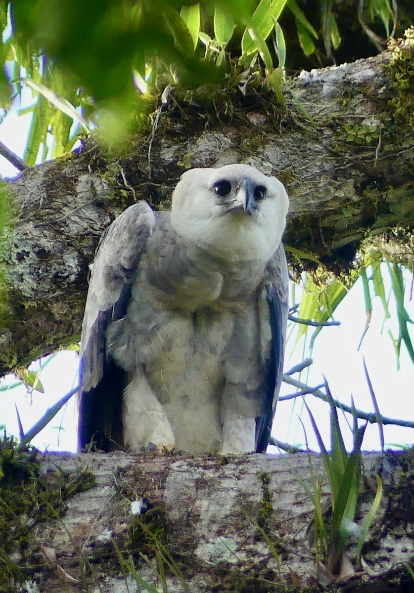 Harpy Eagle - ML641733484