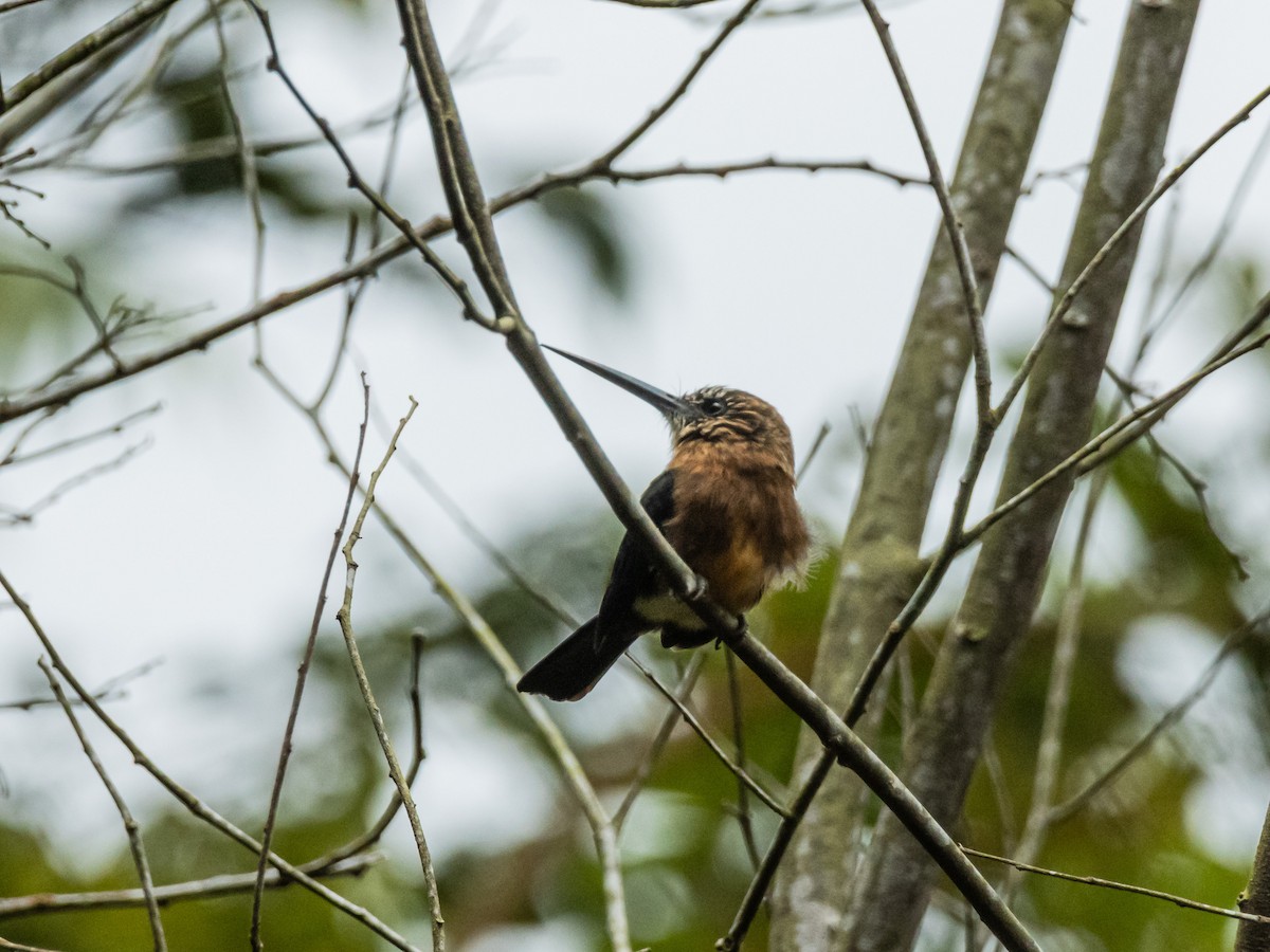 Brown Jacamar - ML641733490