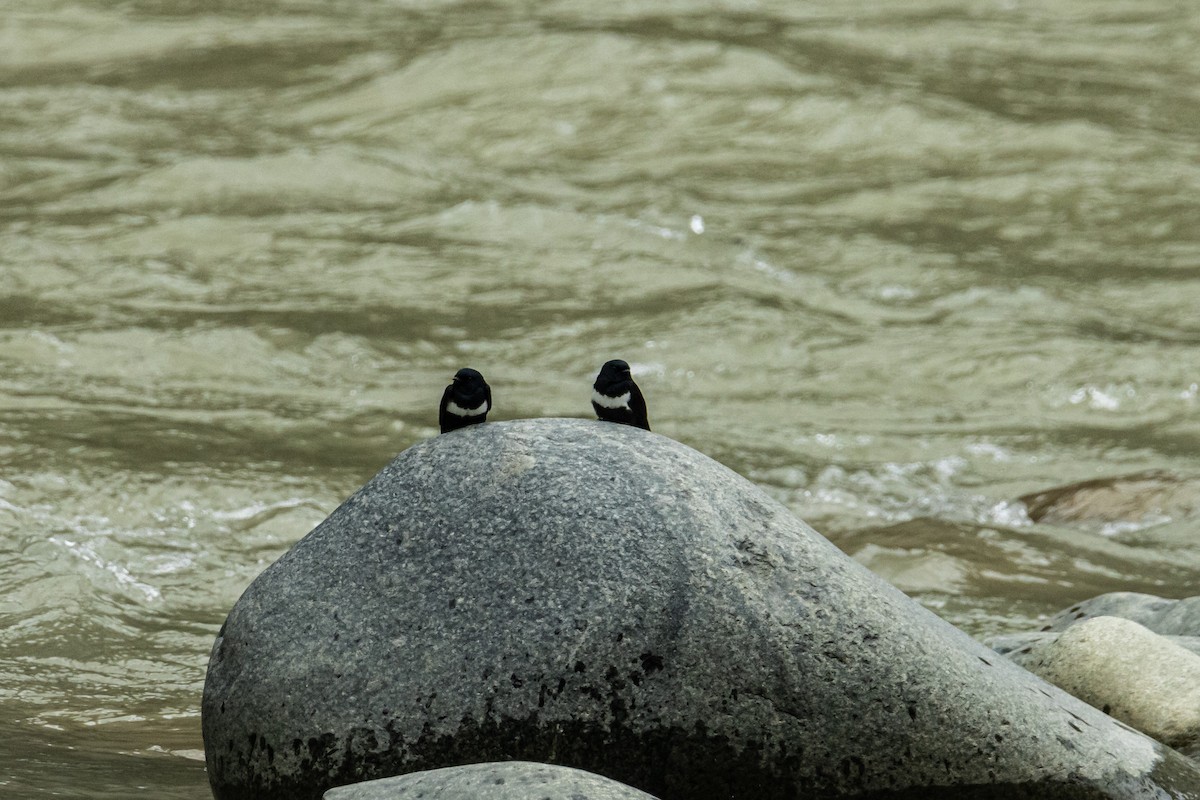 White-banded Swallow - ML641733586