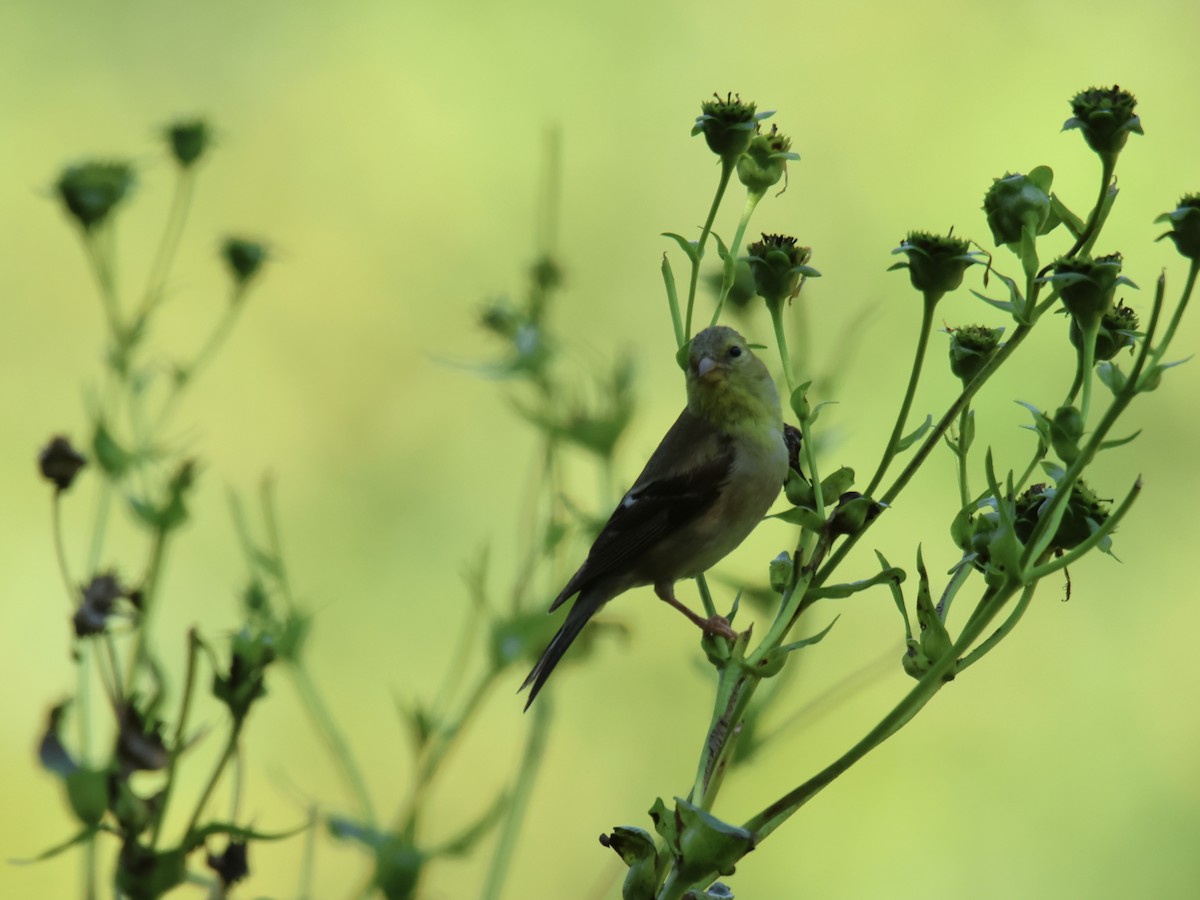 American Goldfinch - ML641733670