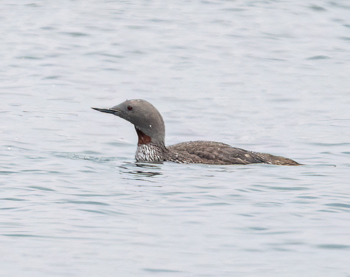 Red-throated Loon - ML641733673