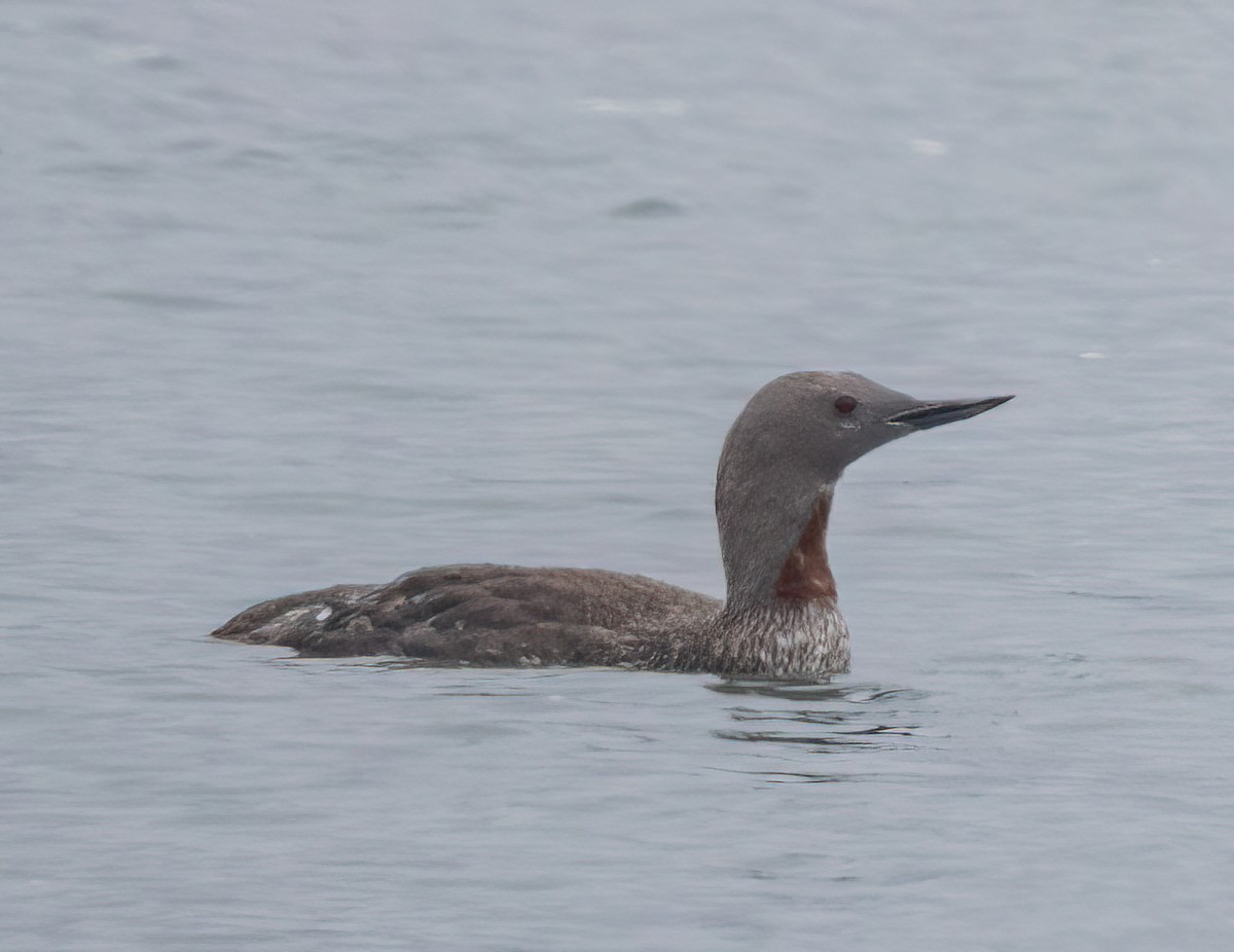Red-throated Loon - ML641733674