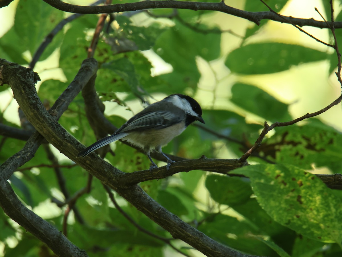 Black-capped Chickadee - ML641733675
