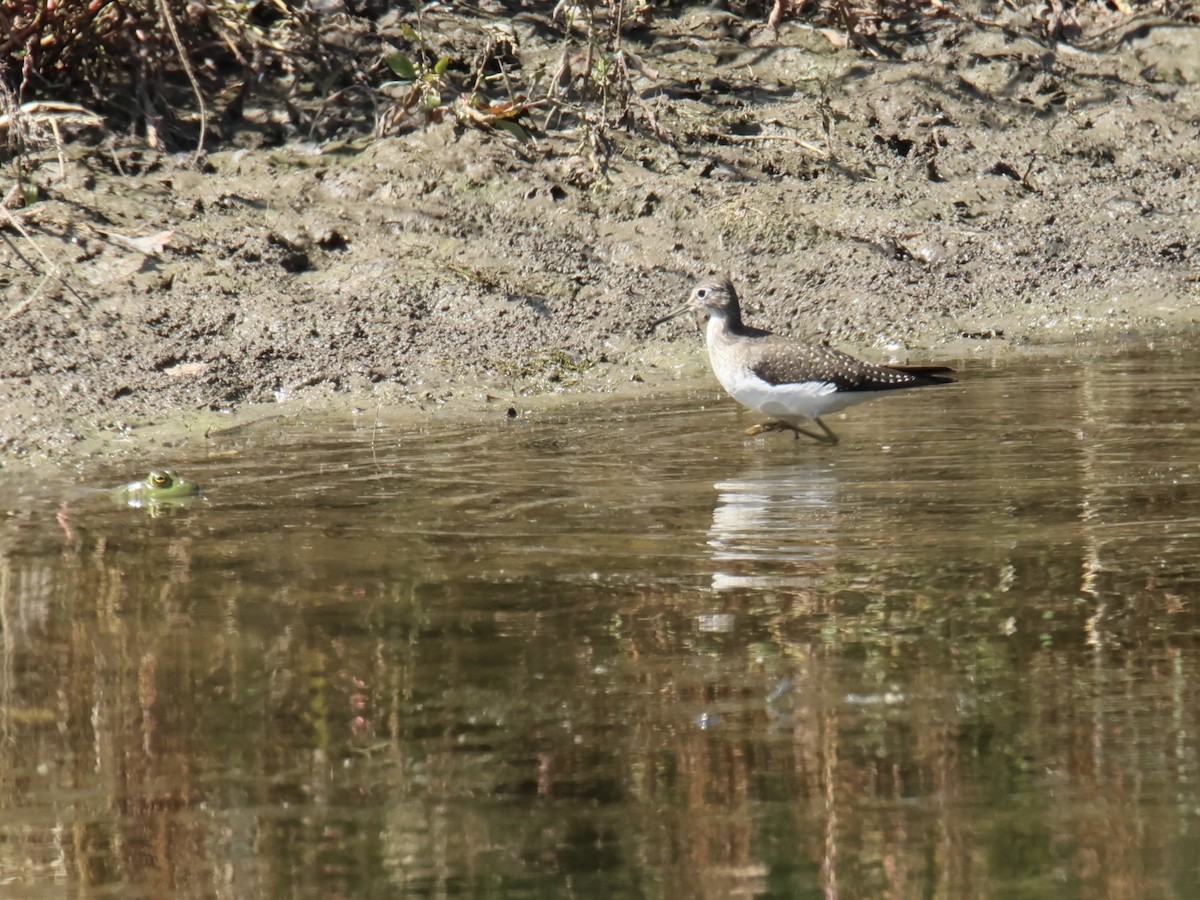 Solitary Sandpiper - ML641733701