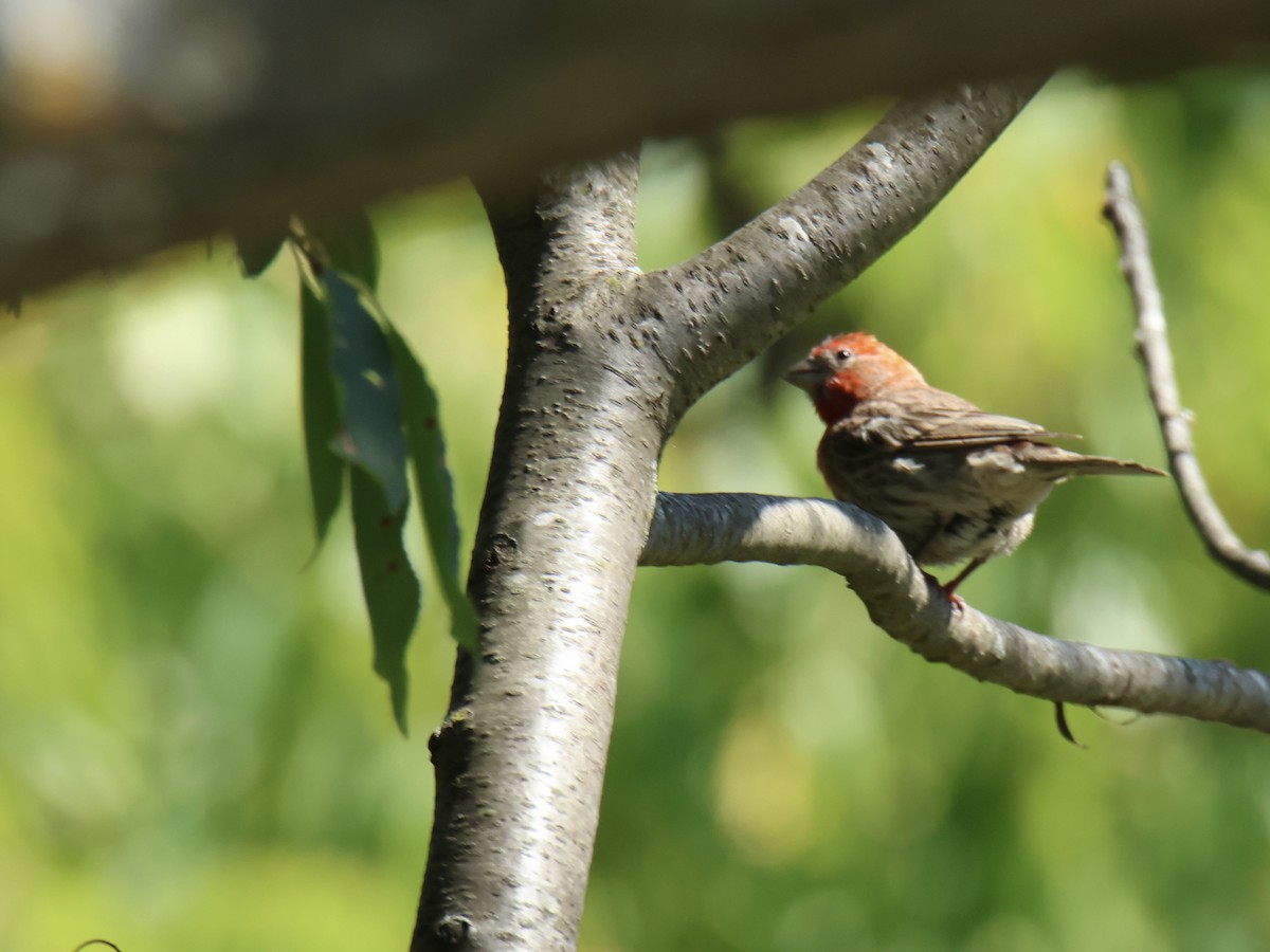 House Finch - ML641733711