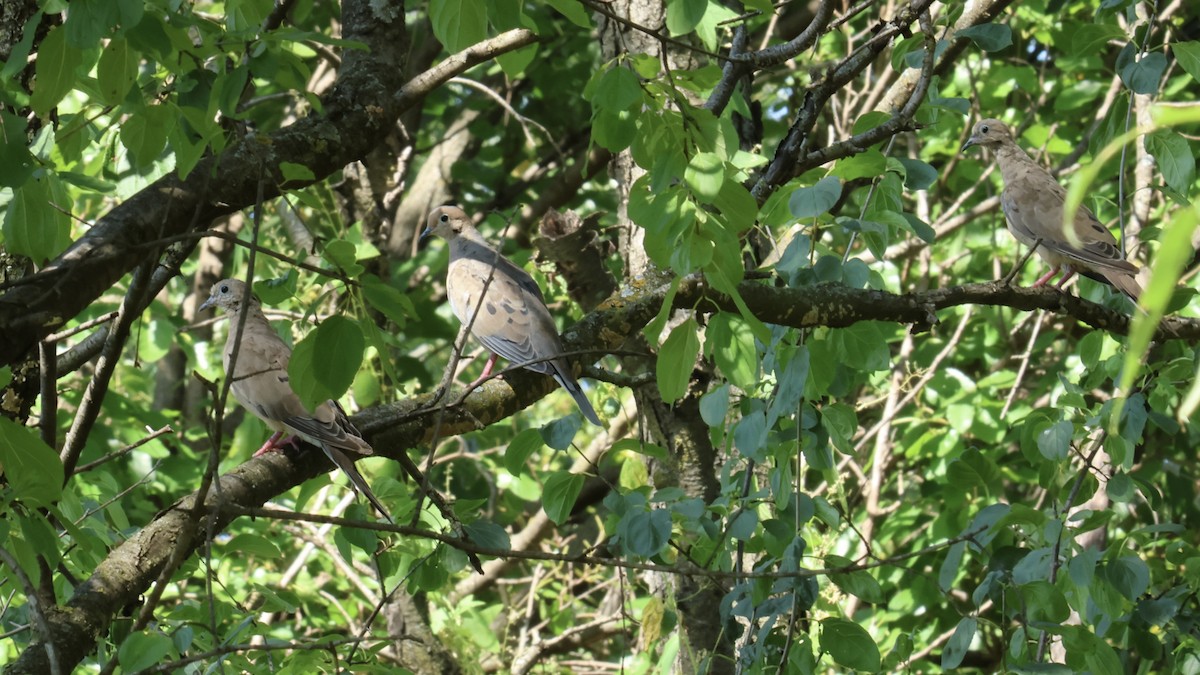 Mourning Dove - ML641733715