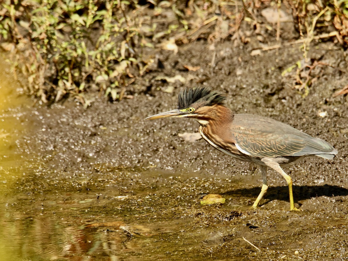 Green Heron - ML641733731