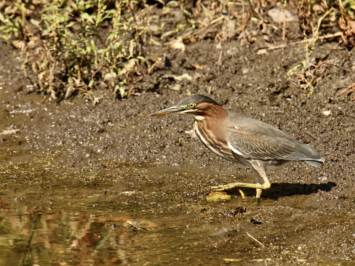 Green Heron - ML641733733