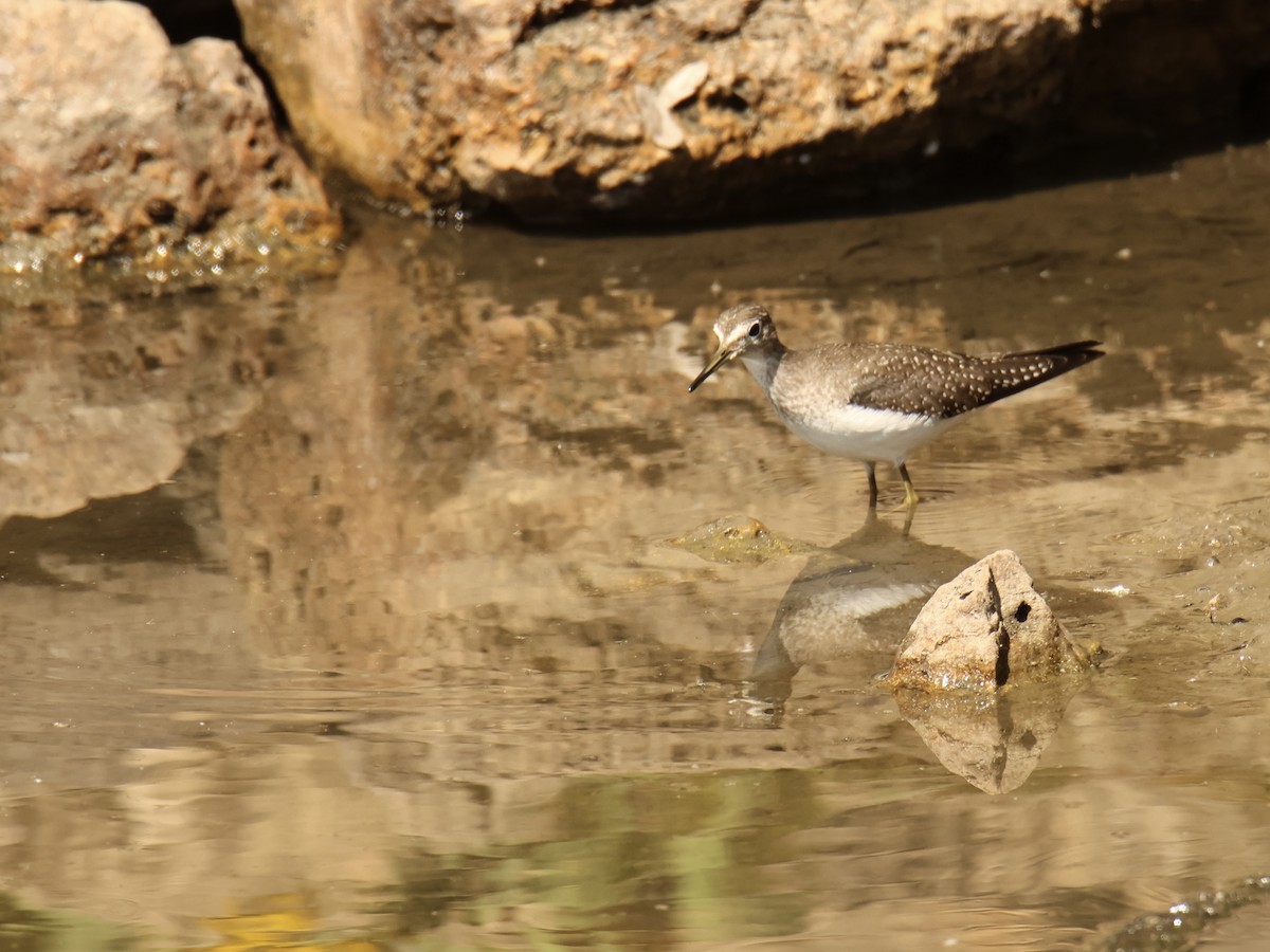 Solitary Sandpiper - ML641733743
