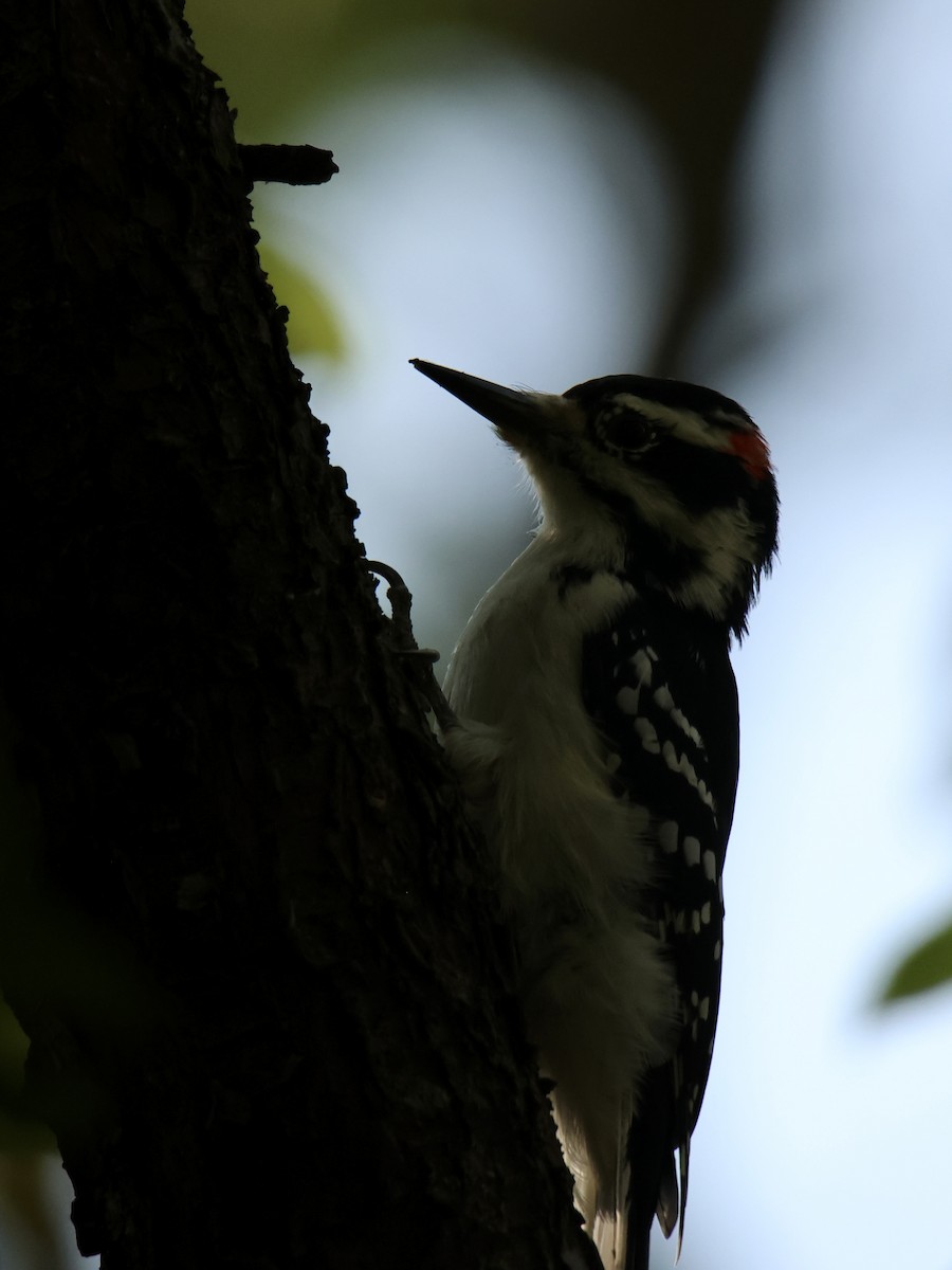 Hairy Woodpecker - ML641733749