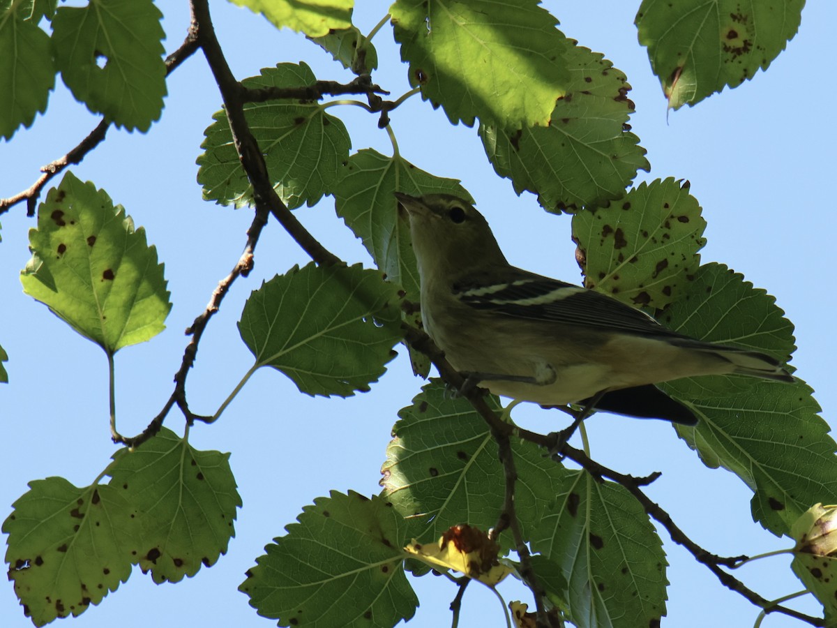 Bay-breasted Warbler - ML641733767