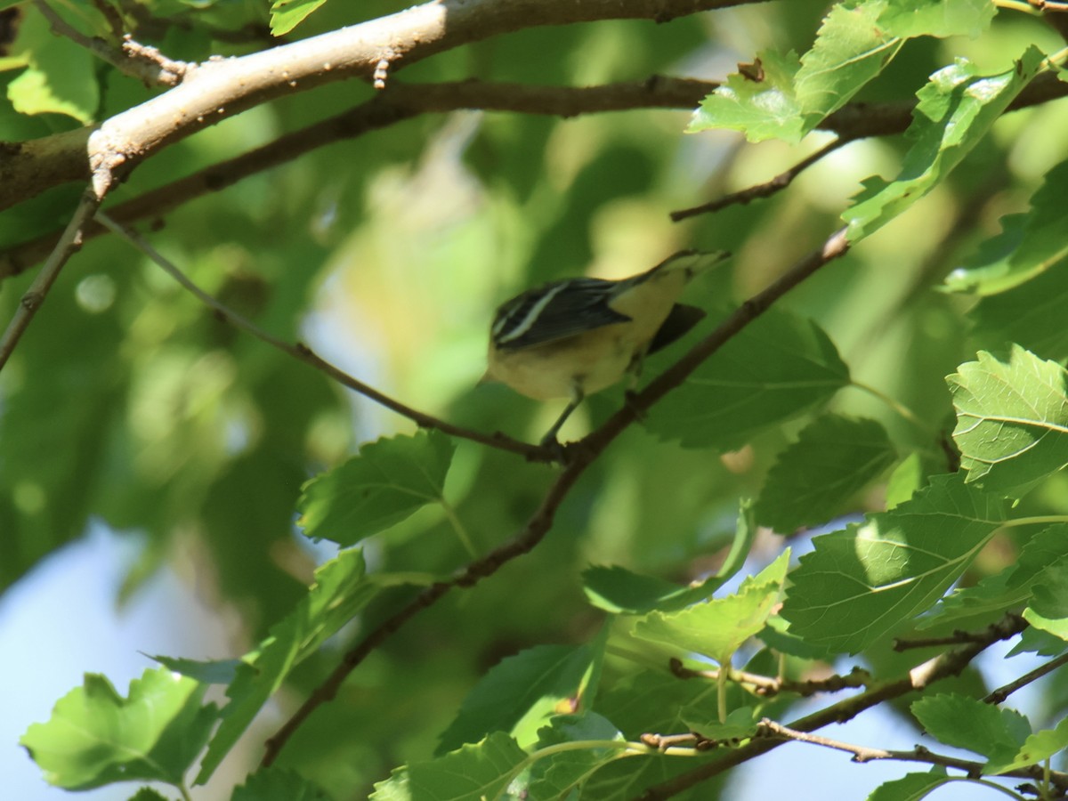 Bay-breasted Warbler - ML641733774