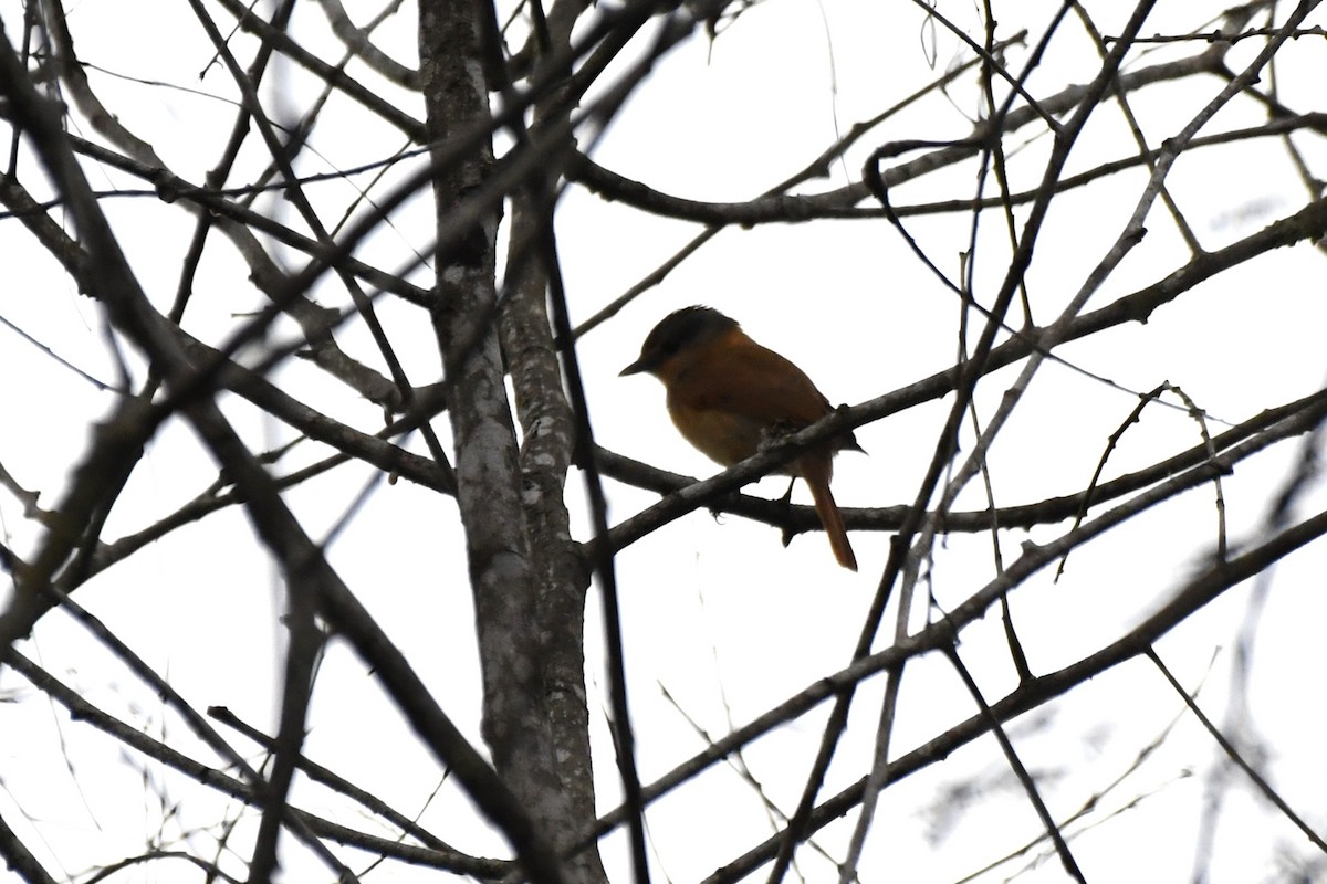 Crested Becard - ML641733778