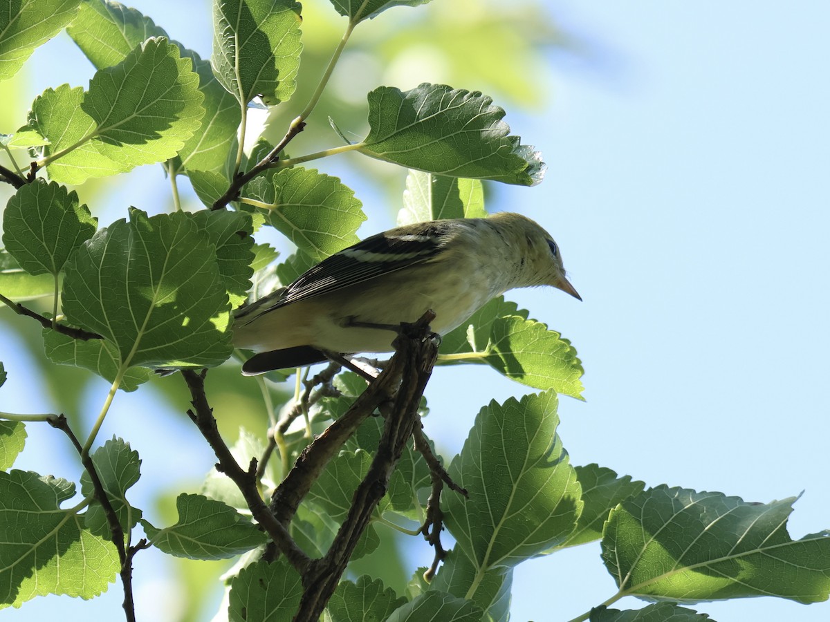 Bay-breasted Warbler - ML641733779