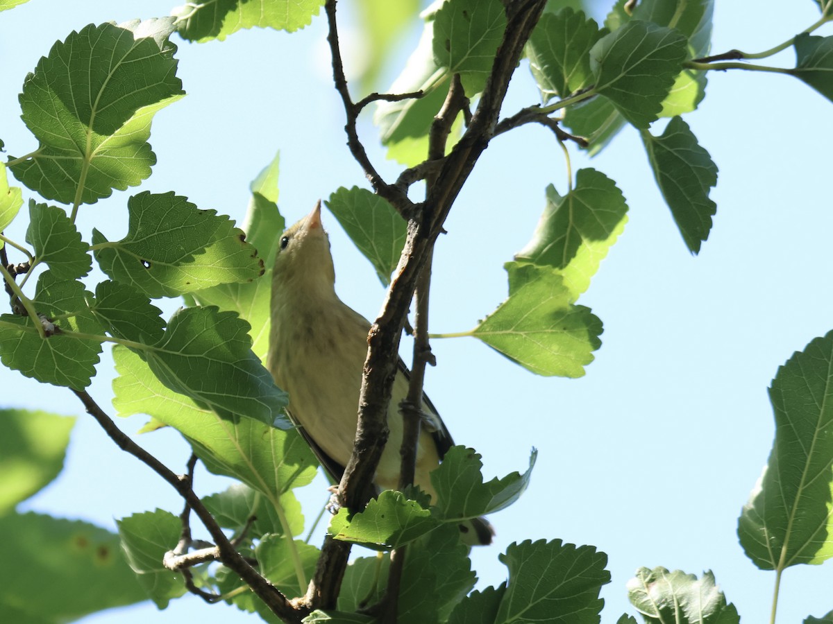Bay-breasted Warbler - ML641733789