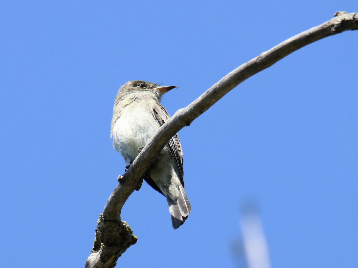 new world flycatcher sp. - ML641733793