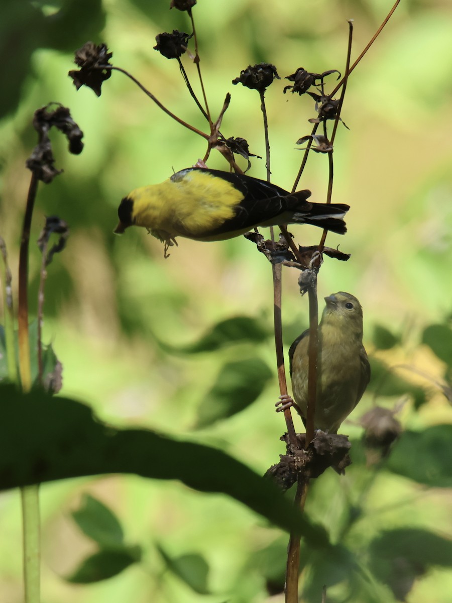 American Goldfinch - ML641733798