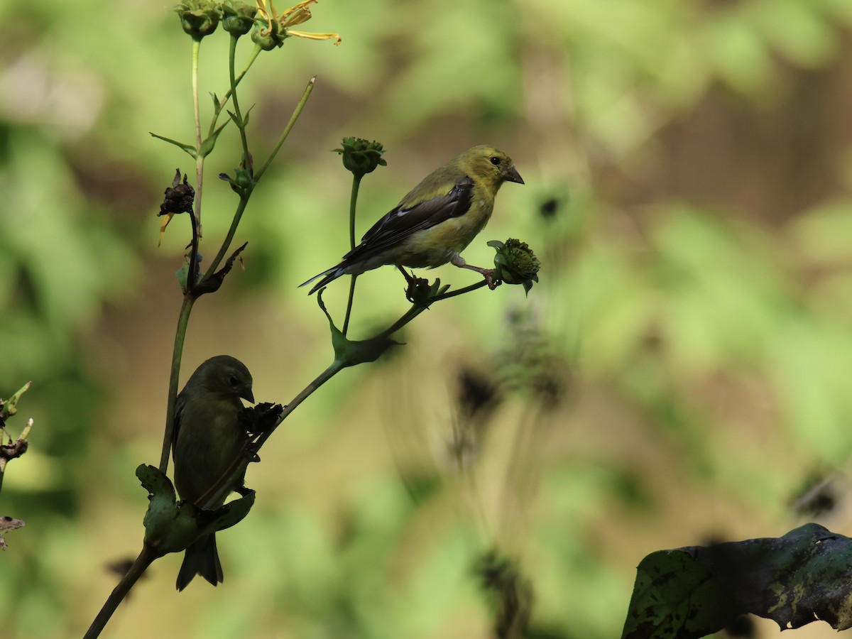 American Goldfinch - ML641733805