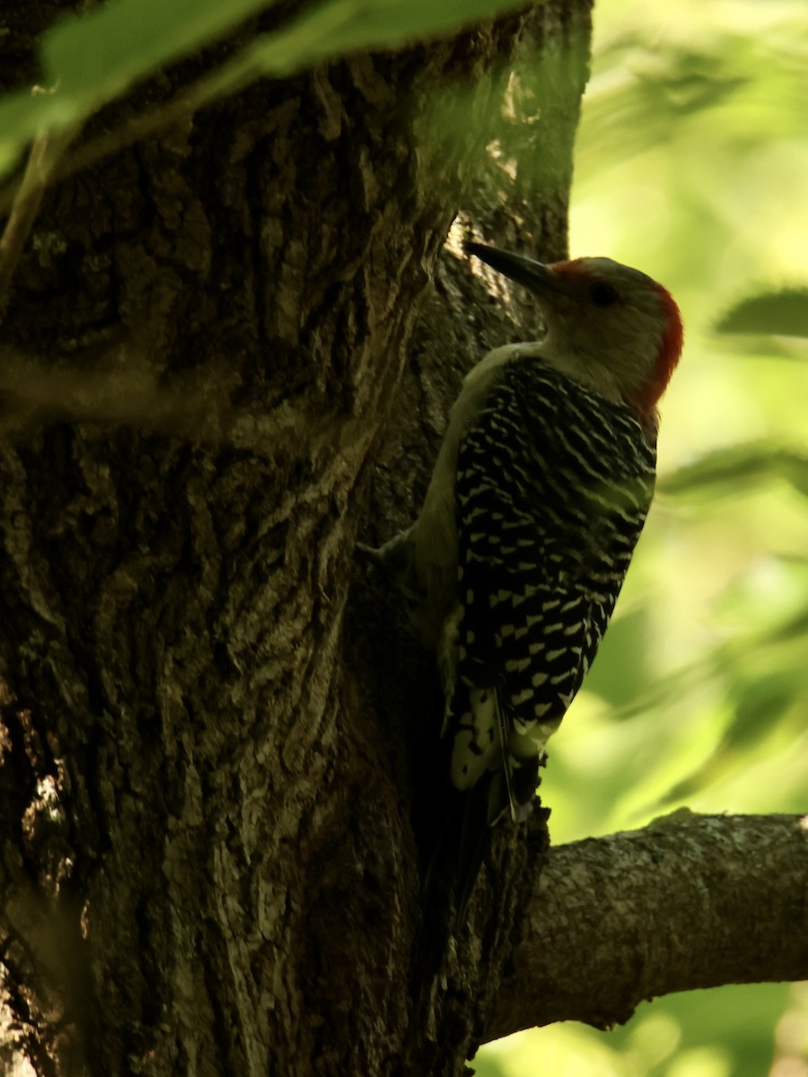 Red-bellied Woodpecker - ML641733809