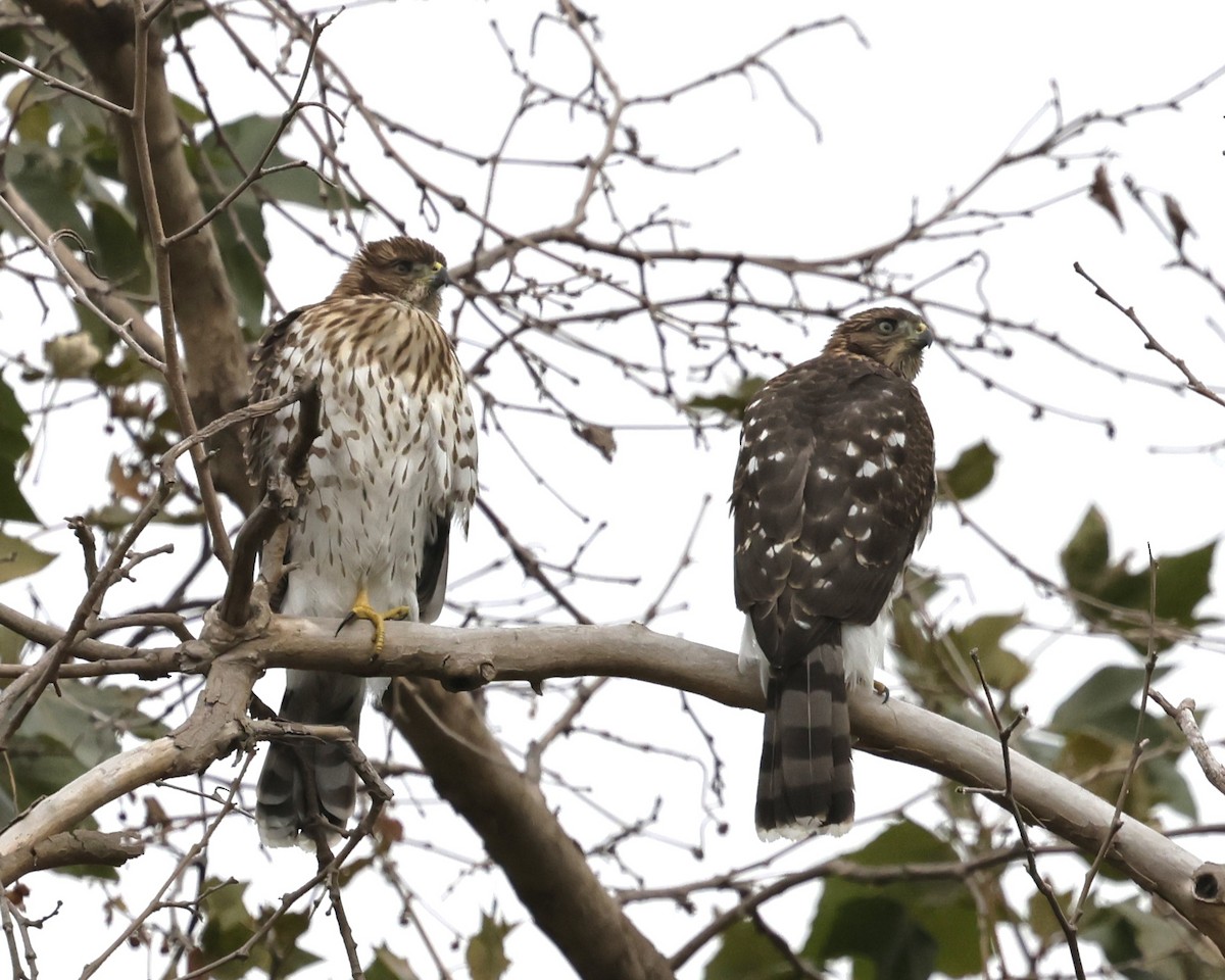 Cooper's Hawk - ML641733811