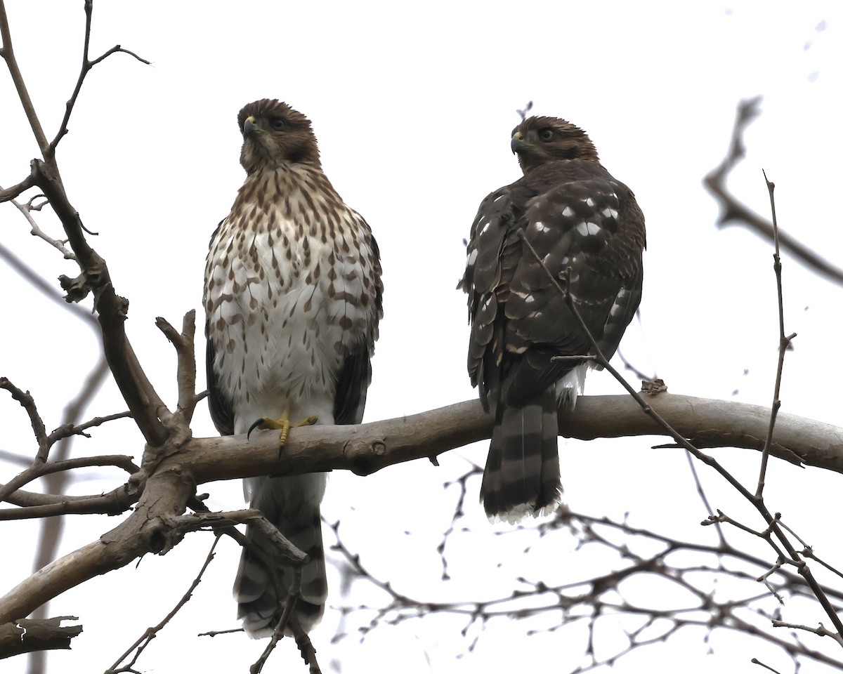 Cooper's Hawk - ML641733812