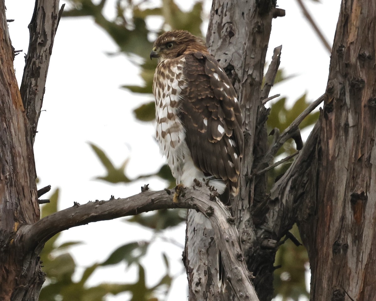 Cooper's Hawk - ML641733813