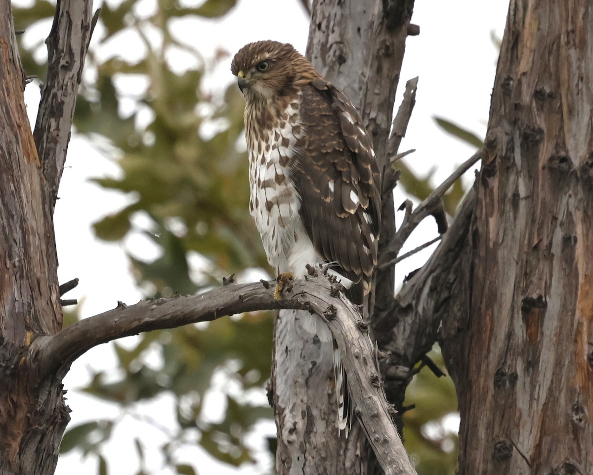 Cooper's Hawk - ML641733814