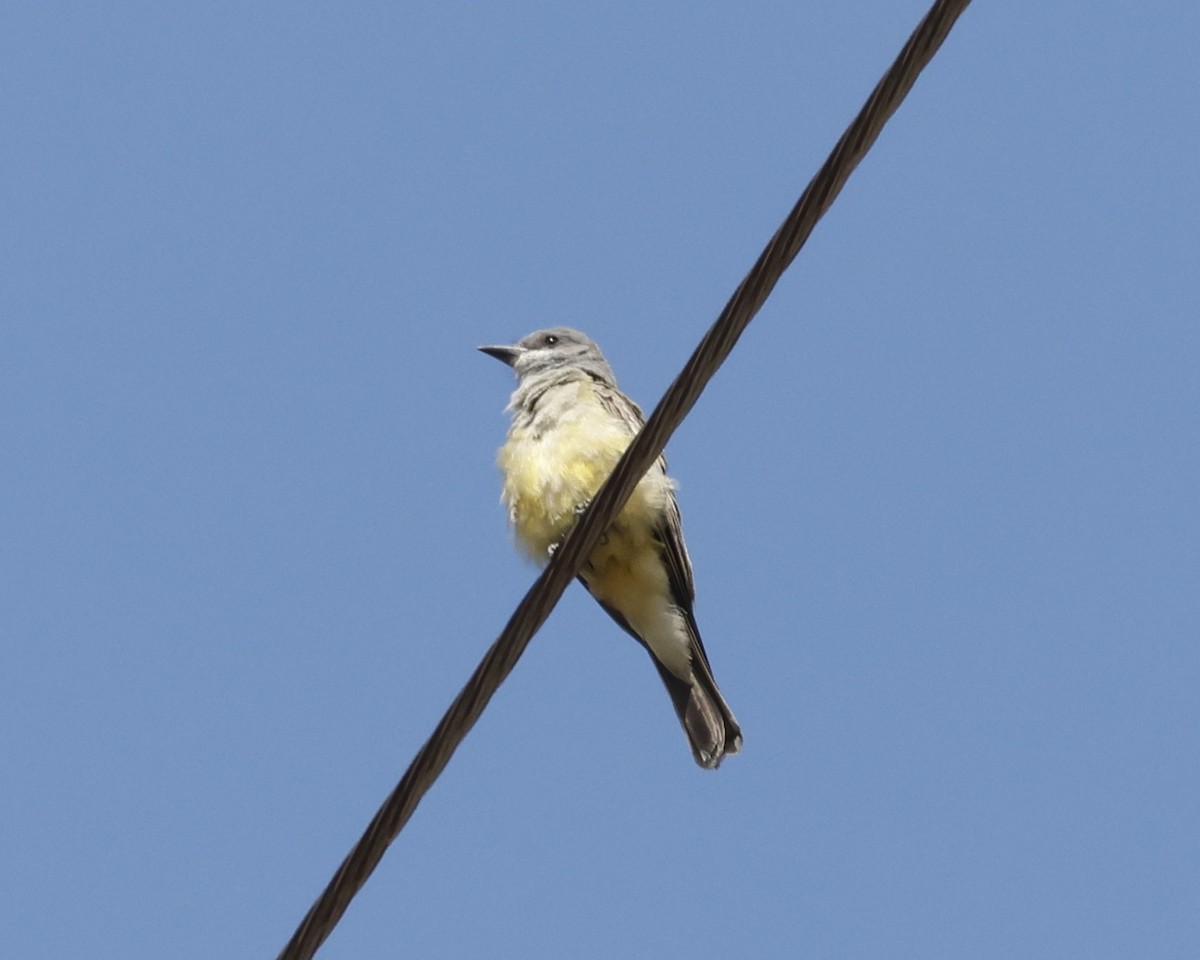 Cassin's Kingbird - ML641733887