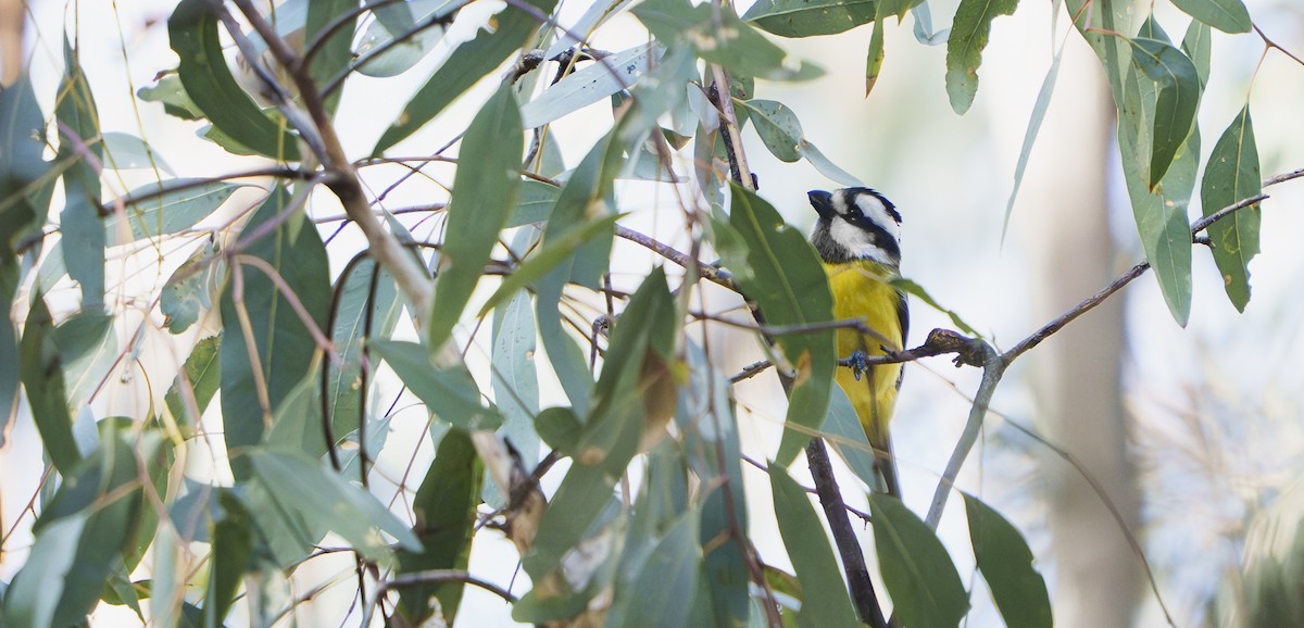 Eastern Shrike-tit - ML641733900