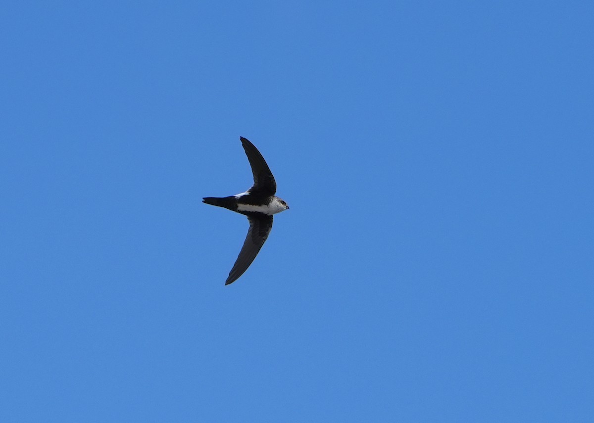 White-throated Swift - ML641733952