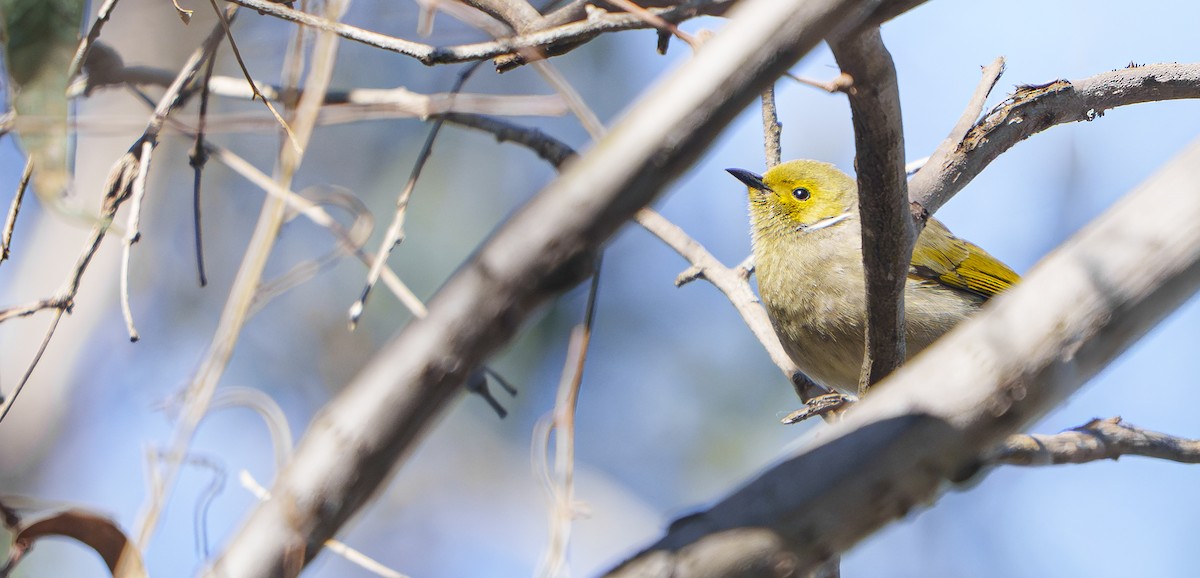 White-plumed Honeyeater - ML641734009