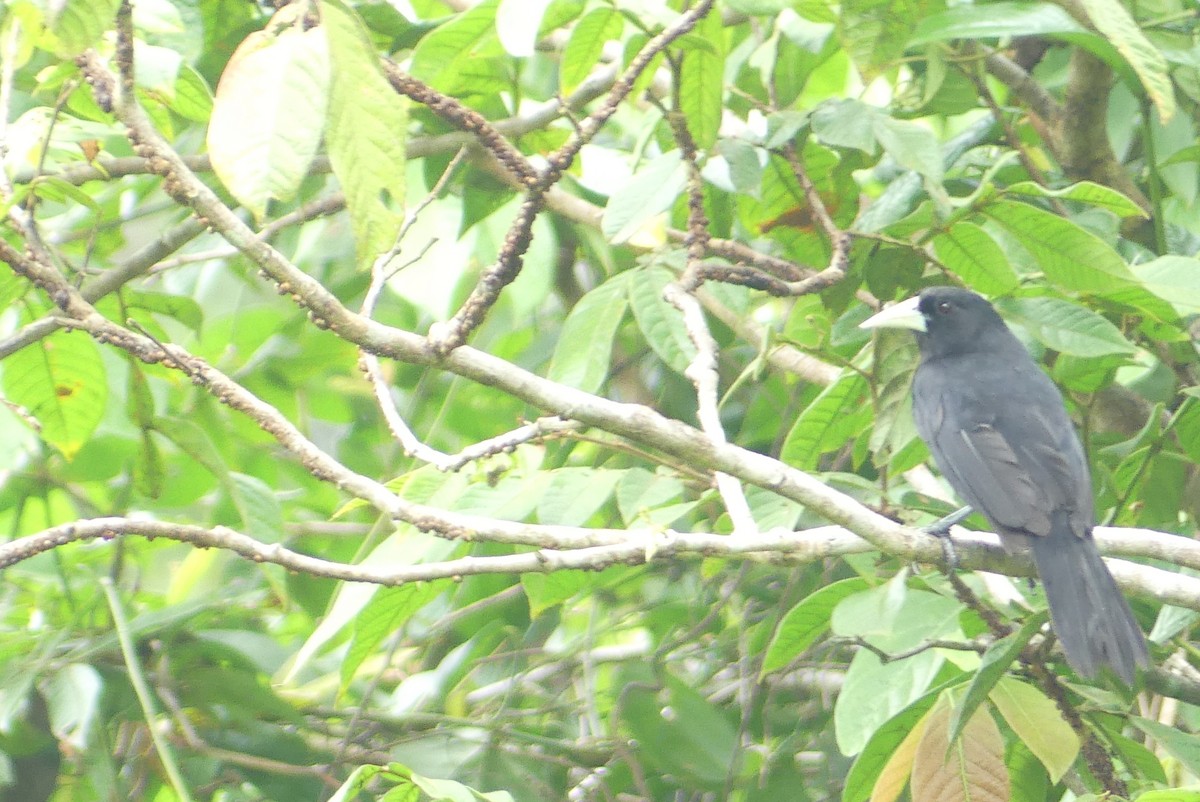 Solitary Black Cacique - ML641734023