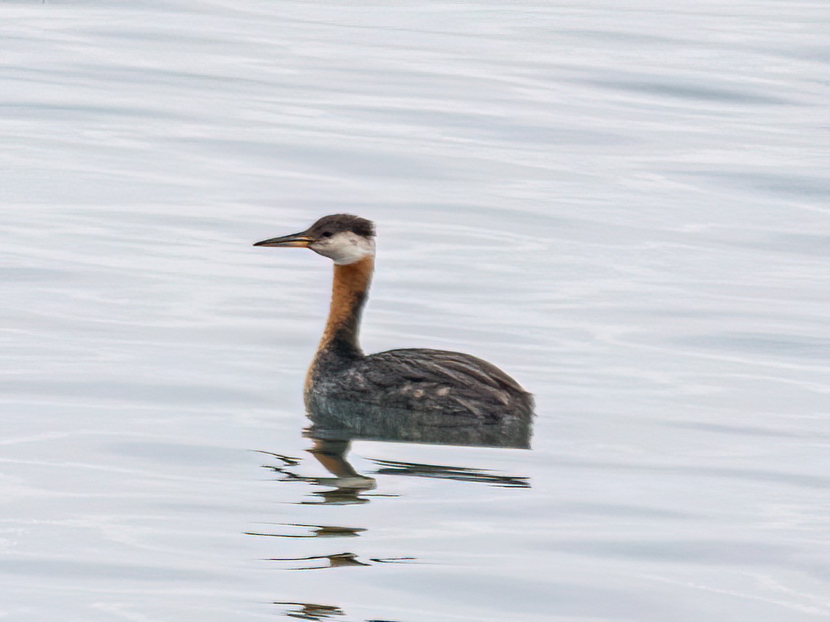 Red-necked Grebe - ML641734062