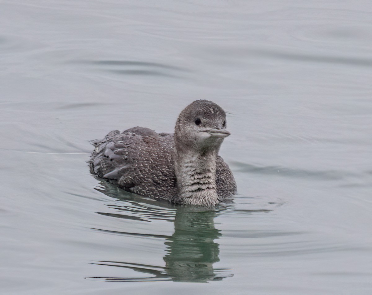 Red-throated Loon - ML641734068