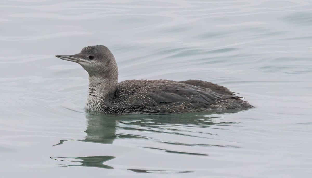 Red-throated Loon - ML641734069