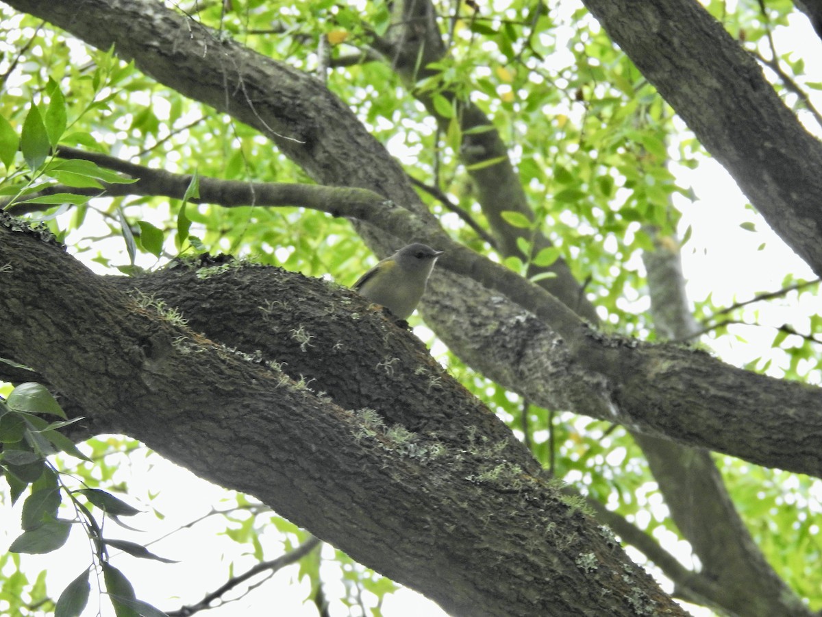 American Redstart - ML641734099