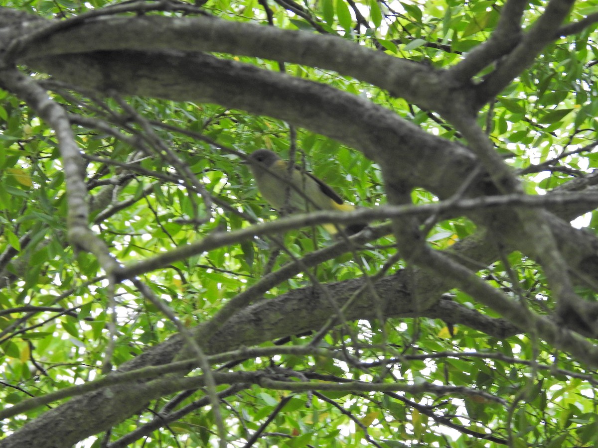 American Redstart - ML641734100