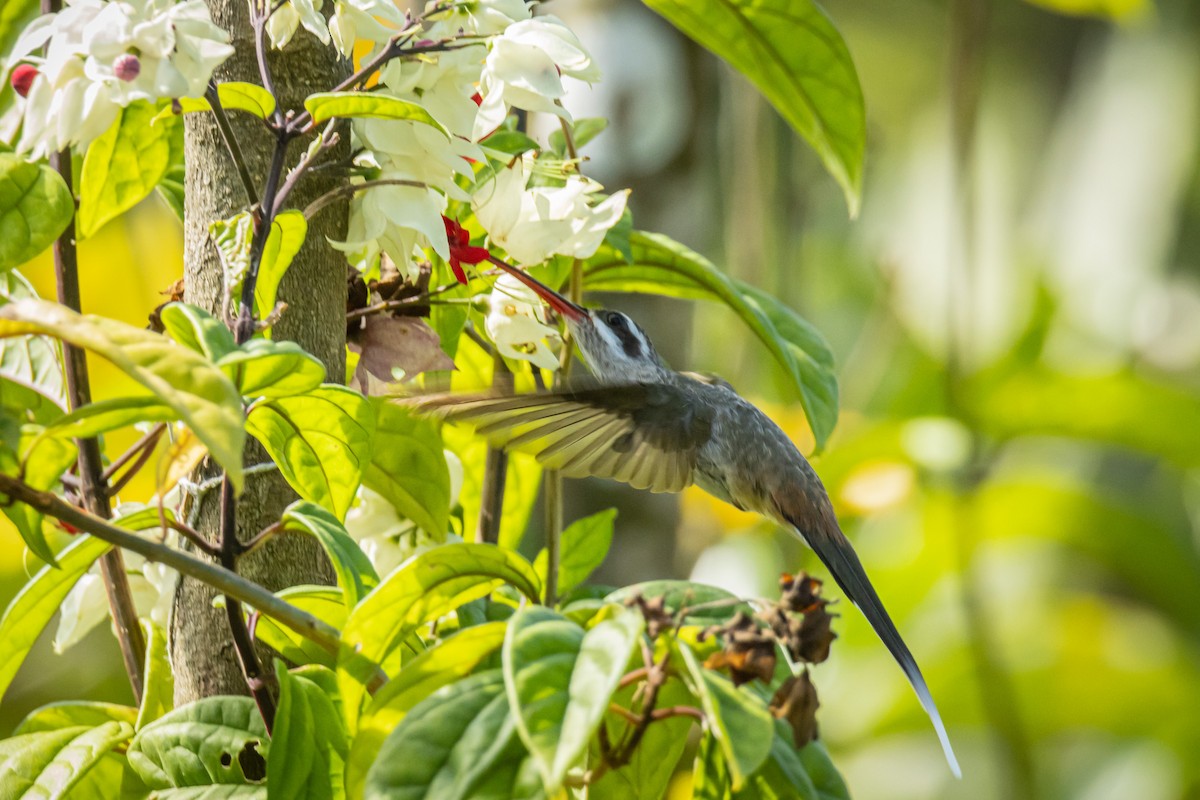 Sooty-capped Hermit - ML641734118