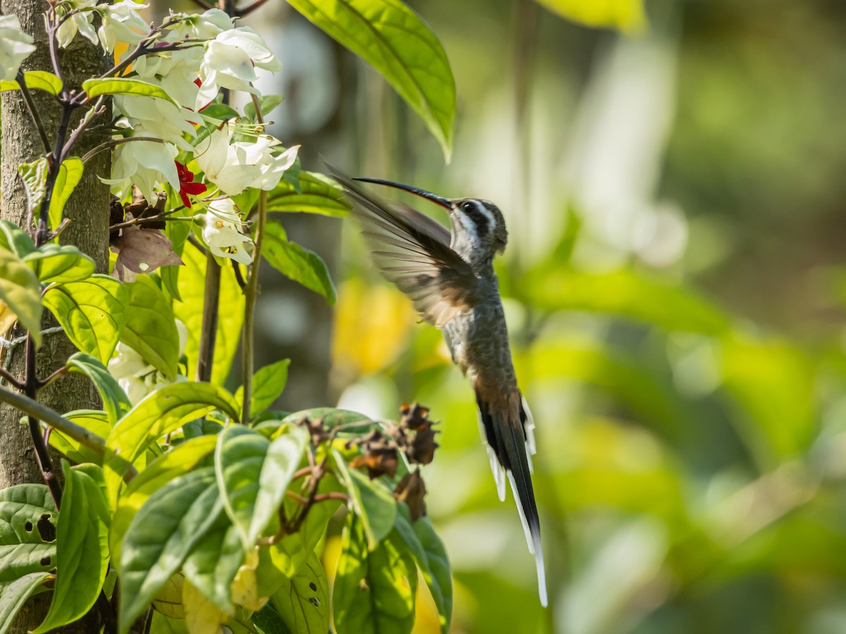 Sooty-capped Hermit - ML641734119