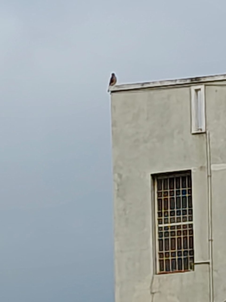 Shikra - ML641734137