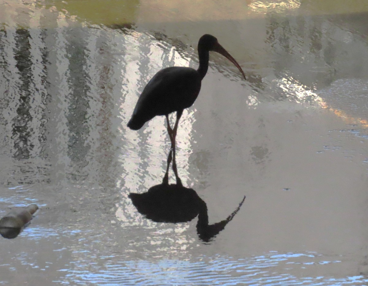 Bare-faced Ibis - ML641734139