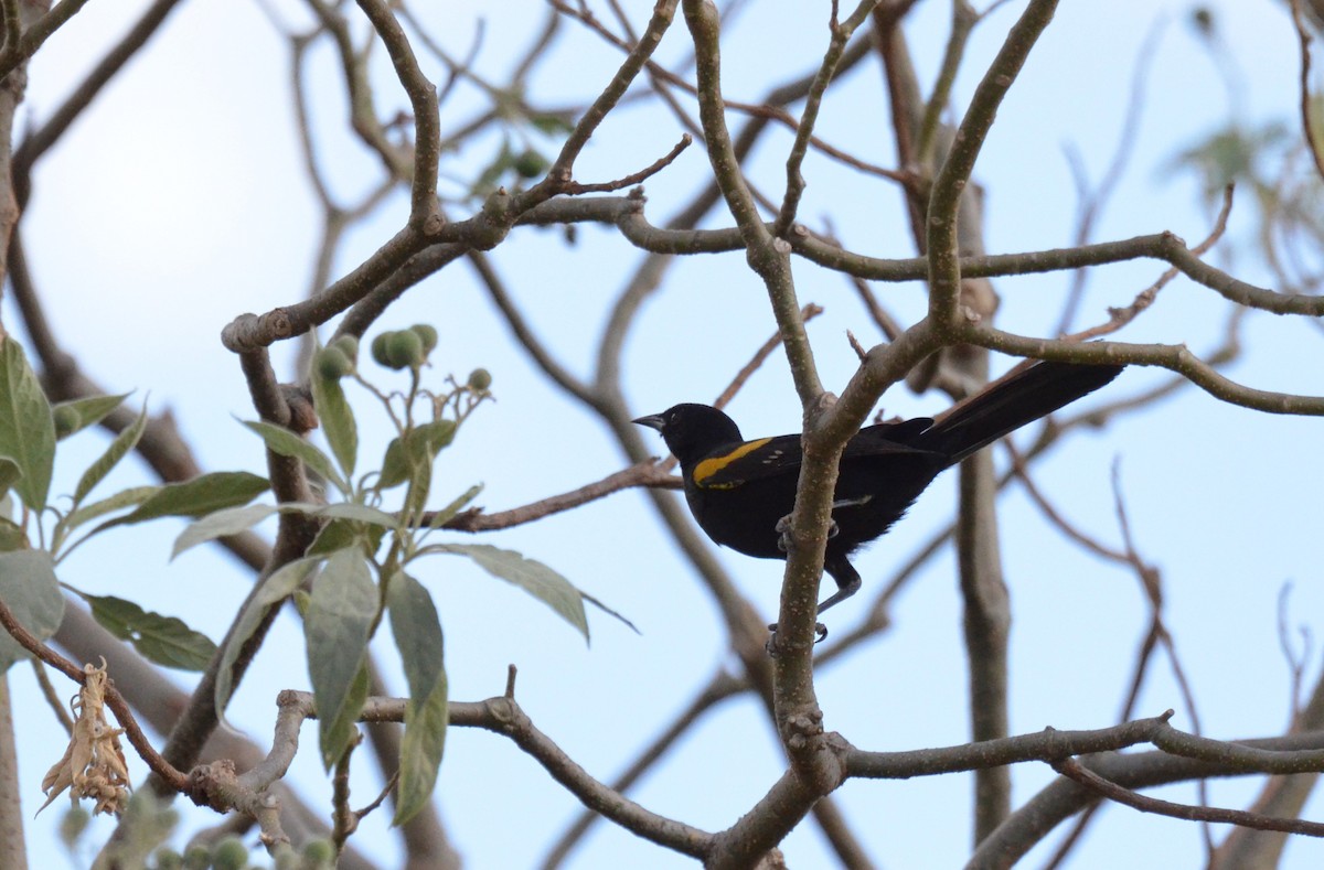 plettrupial (pyrrhopterus gr.) - ML641734145
