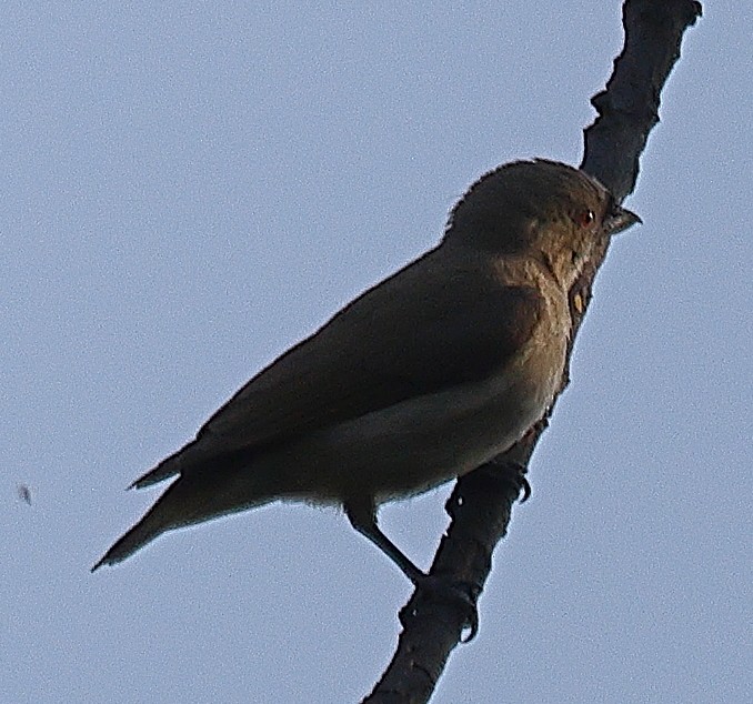 tykknebblomsterfugl - ML641734149