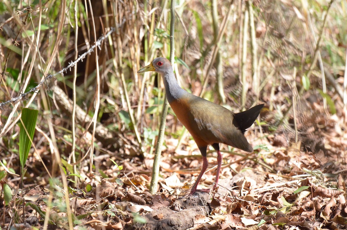 Gray-cowled Wood-Rail - ML641734248