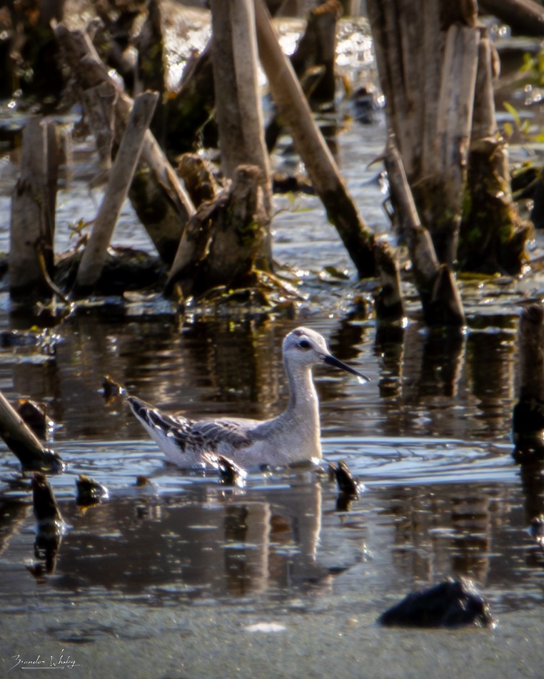 Wilson's Phalarope - ML641734250