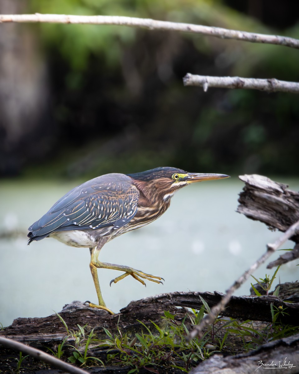 Green Heron - ML641734272