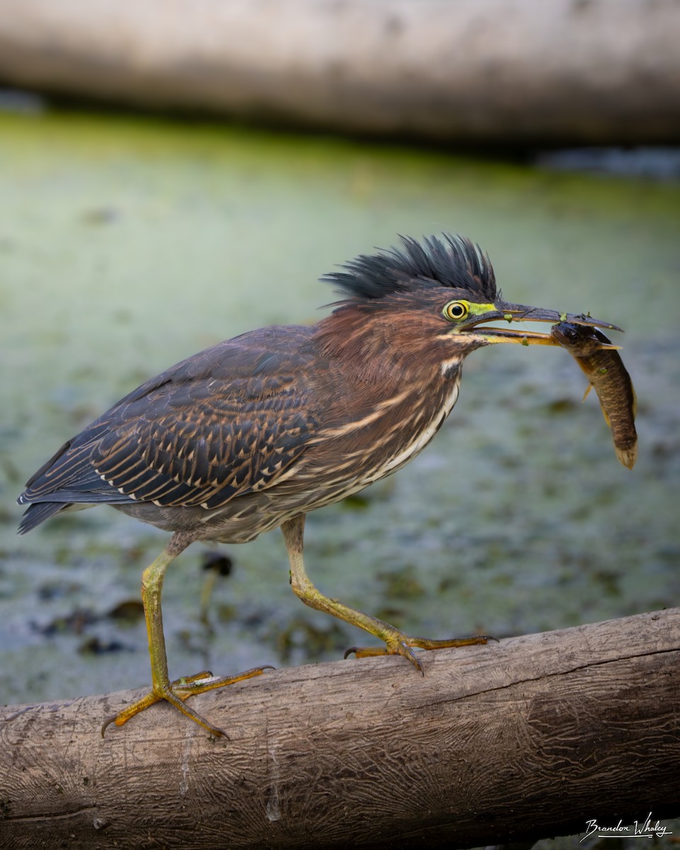 Green Heron - ML641734274