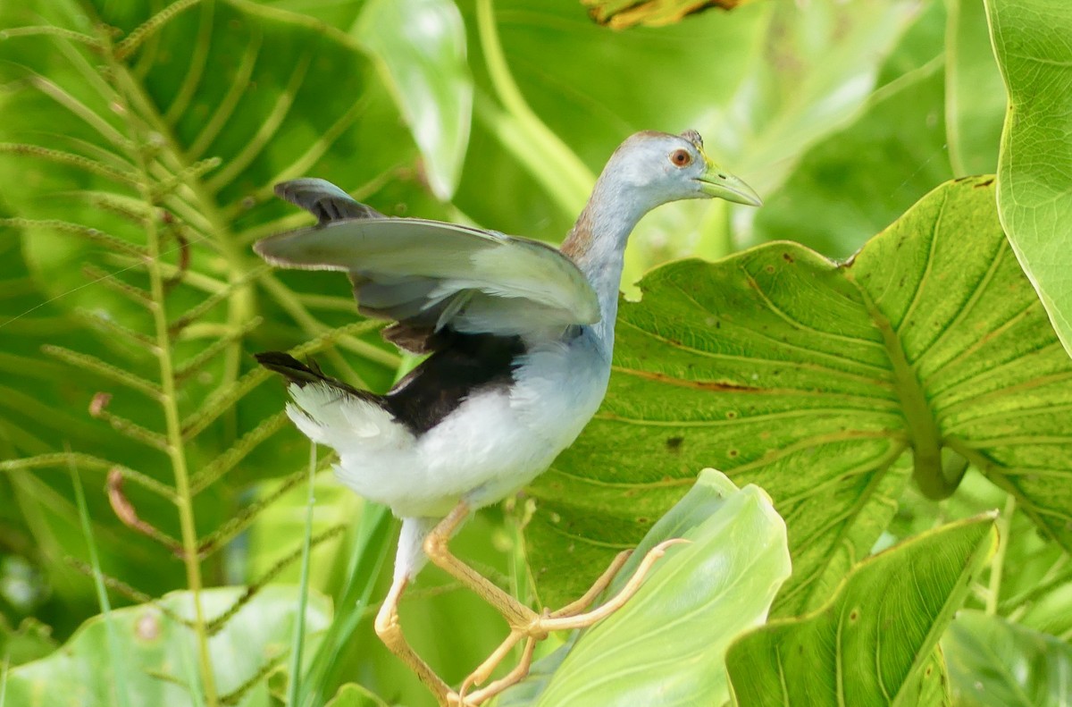 Azure Gallinule - ML641734288