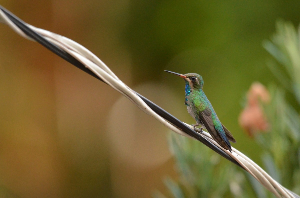 Glittering-bellied Emerald - ML641734290