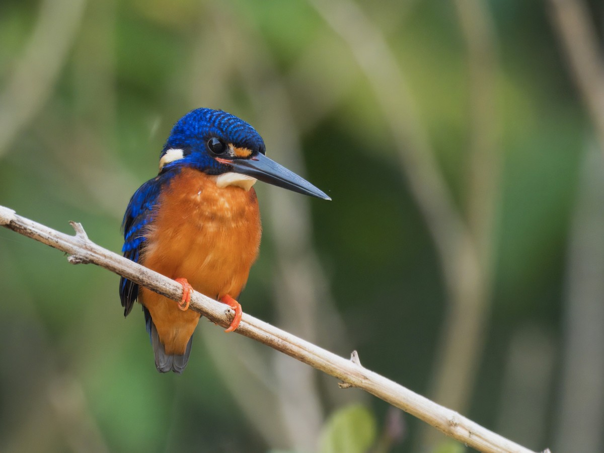 Blue-eared Kingfisher - ML641734299